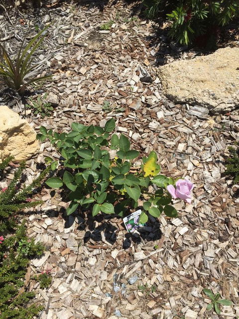 Lakeside Views - Accommodation Sunshine Coast 6