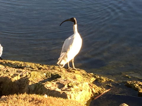 Lakeside Views - Accommodation Sunshine Coast 16