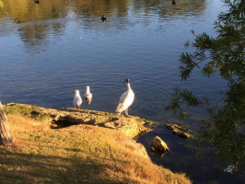 Lakeside Views - Accommodation Sunshine Coast 19
