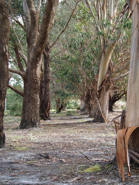 Riverside Retreat Chalets, Walpole - Accommodation Sunshine Coast 16
