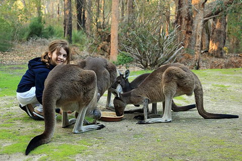 Yelverton Brook Conservation Sanctuary - Accommodation Sunshine Coast 5