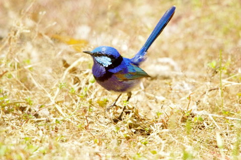 Yelverton Brook Conservation Sanctuary - Accommodation Sunshine Coast 23