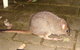 Yelverton Brook Conservation Sanctuary - thumb 37