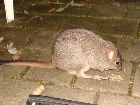 Yelverton Brook Conservation Sanctuary - Accommodation Sunshine Coast 37