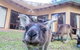 Yelverton Brook Conservation Sanctuary - thumb 17