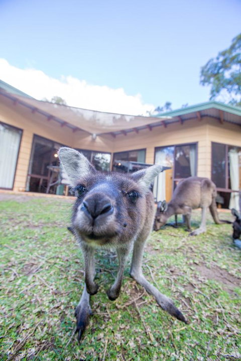 Yelverton Brook Conservation Sanctuary - Accommodation Sunshine Coast 17
