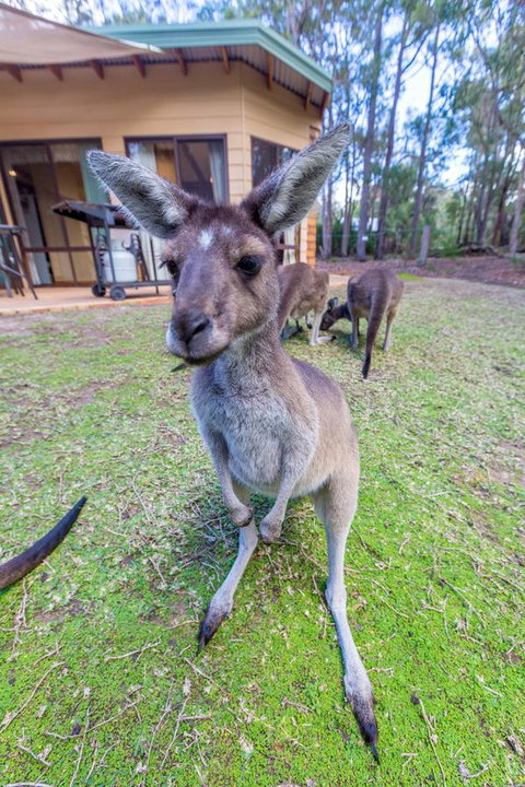 Yelverton Brook Conservation Sanctuary - Accommodation Sunshine Coast 0