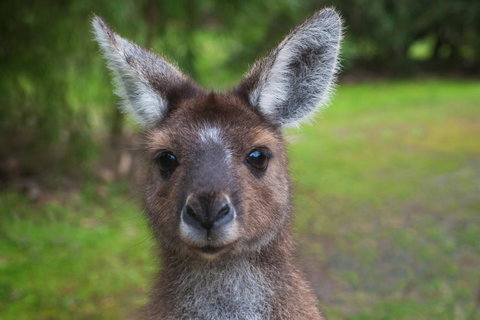 Yelverton Brook Conservation Sanctuary - Accommodation Sunshine Coast 25
