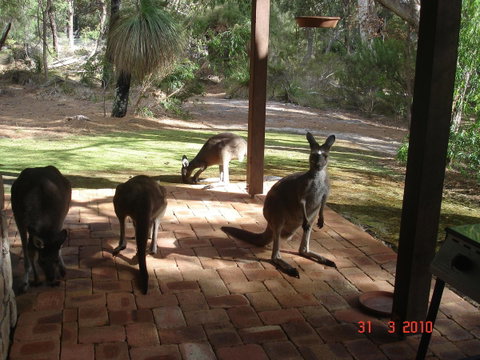 Yelverton Brook Conservation Sanctuary - Accommodation Sunshine Coast 22