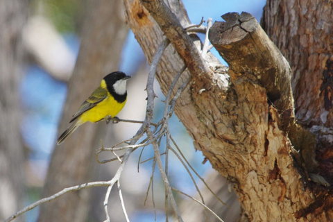 Yelverton Brook Conservation Sanctuary - Accommodation Sunshine Coast 35