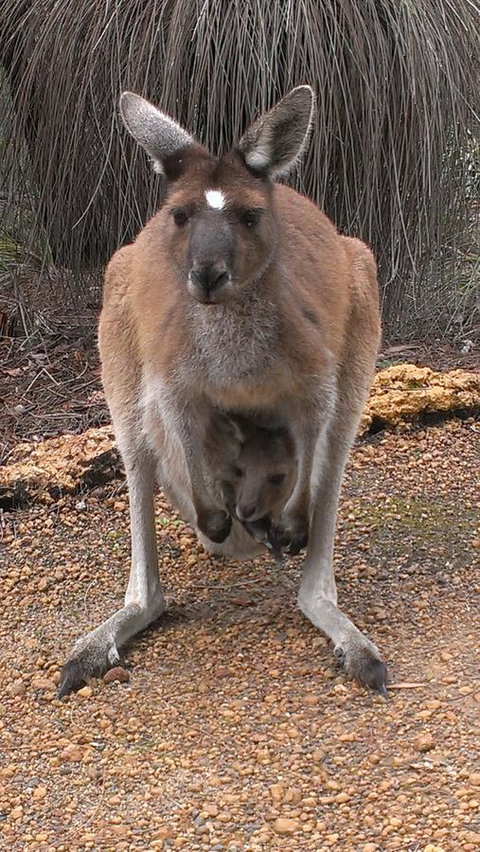 Yelverton Brook Conservation Sanctuary - Accommodation Sunshine Coast 27