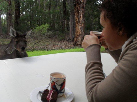 Yelverton Brook Conservation Sanctuary - Accommodation Sunshine Coast 44