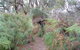 Yelverton Brook Conservation Sanctuary - thumb 41
