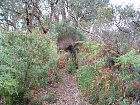 Yelverton Brook Conservation Sanctuary - Accommodation Sunshine Coast 41