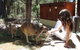 Yelverton Brook Conservation Sanctuary - thumb 28
