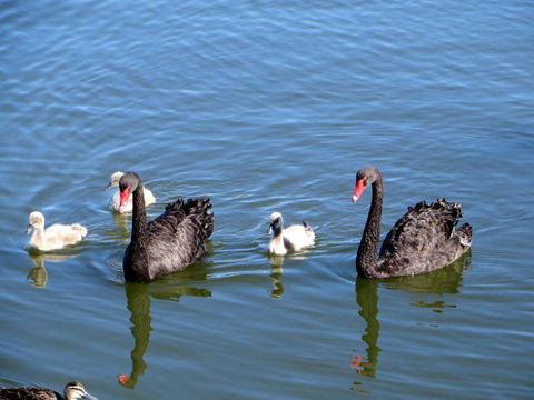 Yunderup Kannie Kottage - Accommodation Sunshine Coast 3