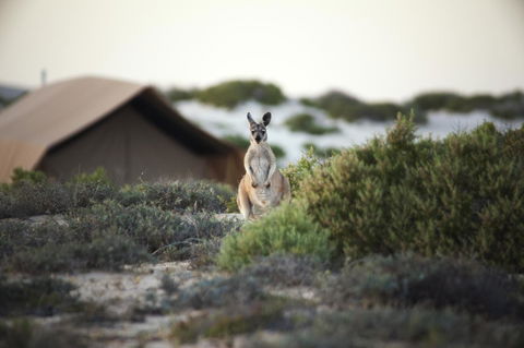 Sal Salis Ningaloo Reef - Accommodation Sunshine Coast 32