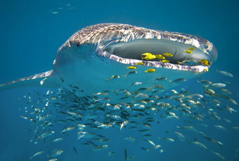 Sal Salis Ningaloo Reef - Accommodation Sunshine Coast 20