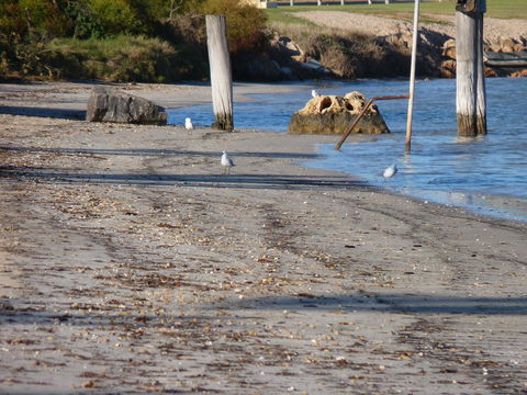 Leander Reef Holiday Park - Accommodation Sunshine Coast 6