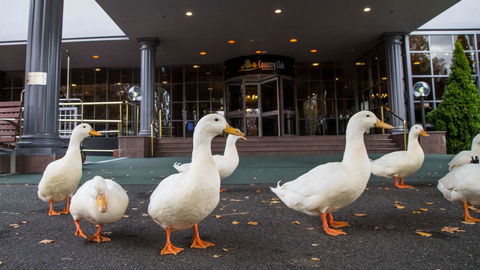 Country Club Tasmania - Accommodation Sunshine Coast 9