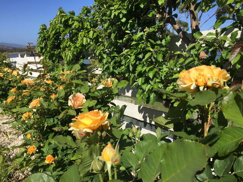 Garden By The Beach - Gateway To The East Coast, Close To Airport - Accommodation Sunshine Coast 25