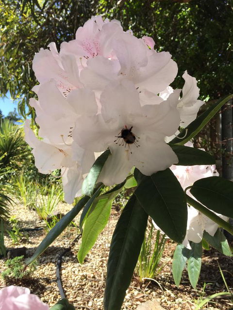 Garden By The Beach - Gateway To The East Coast, Close To Airport - Accommodation Sunshine Coast 14