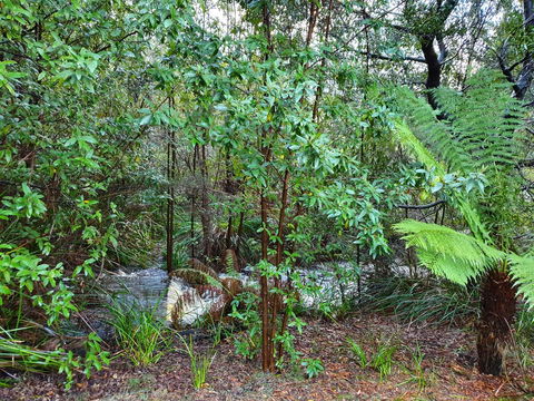 Roland B&B - Accommodation Sunshine Coast 12