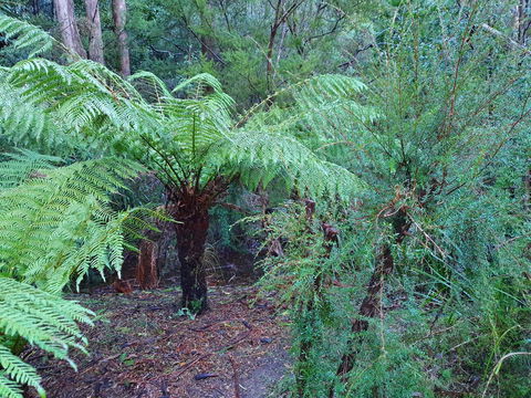 Roland B&B - Accommodation Sunshine Coast 21