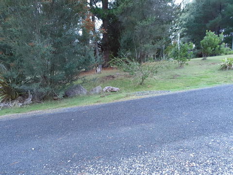 Roland B&B - Accommodation Sunshine Coast 24