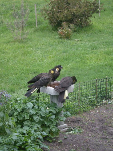 Pipe Clay Cottage - Accommodation Sunshine Coast 33