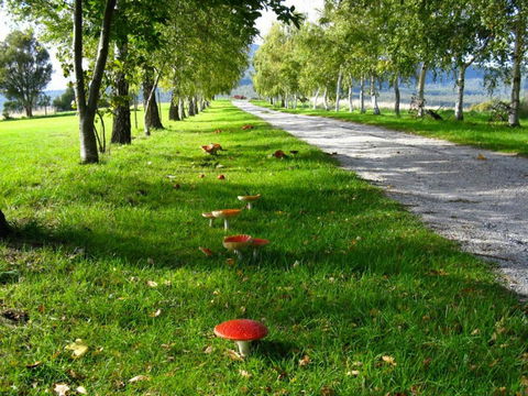 Plovers Ridge Country Retreat - Accommodation Sunshine Coast 0