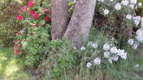 Karoola Cottage Self Contained - Accommodation Sunshine Coast 16