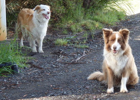 Karoola Cottage Self Contained - Accommodation Sunshine Coast 14