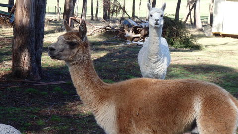 Karoola Cottage Self Contained - Accommodation Sunshine Coast 26