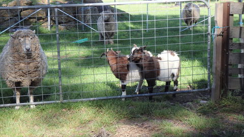 Karoola Cottage Self Contained - Accommodation Sunshine Coast 12