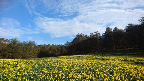 Mountain Blue Guest House - Accommodation Sunshine Coast 21