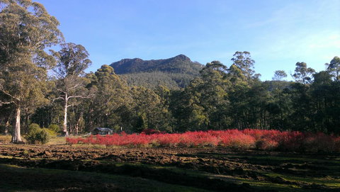 Mountain Blue Guest House - Accommodation Sunshine Coast 23