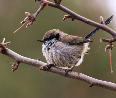 Free Spirit Pods - Accommodation Sunshine Coast 0