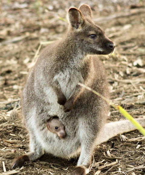 Free Spirit Pods - Accommodation Sunshine Coast 2