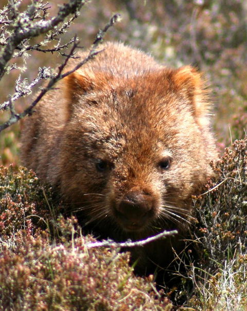 Cradle Mountain Love Shack - Accommodation Sunshine Coast 24