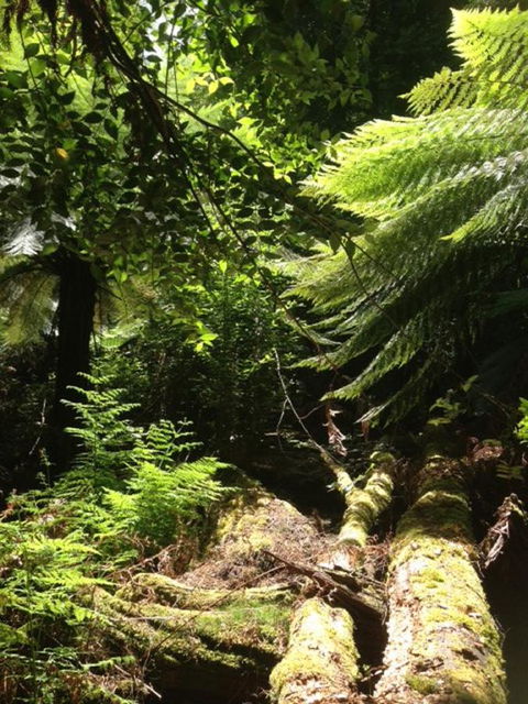 Sheer Pleasure Accommodation - Accommodation Sunshine Coast 25