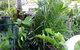 Oasis On Nautilus - thumb 3