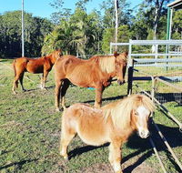Paskins Farm - Accommodation Sunshine Coast