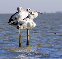 Pelican Perch Retreat - Accommodation Sunshine Coast