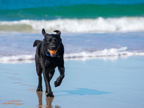 Ralph's Cottage Orion Drive Yamba - Pet Friendly Photos Available Shortly Free Wi-Fi - Accommodation Sunshine Coast 1