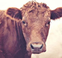 Redwing Farm Stay - Accommodation Sunshine Coast