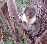 Stringybark Hills Retreat - Accommodation Sunshine Coast