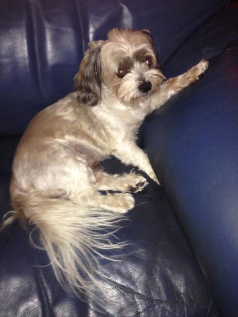 STUNNING MAGNETIC ISLAND HOME,PRIVATE, LARGE POOL,ADULTS ONLY - Accommodation Sunshine Coast 3