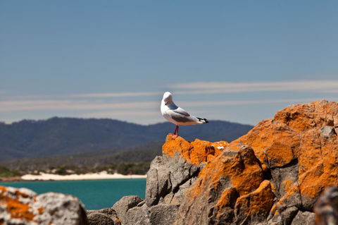 Pearl Hawley Beach - Accommodation Sunshine Coast 41