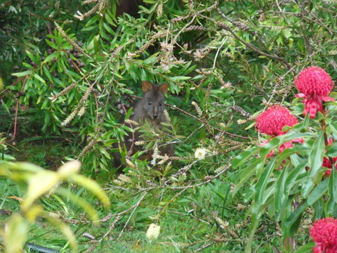 Southern Forest Accommodation - Accommodation Sunshine Coast 12